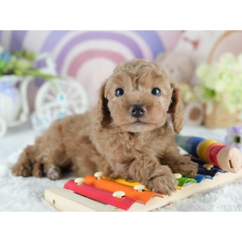 成約済の茨城県のトイプードル-413683の5枚目